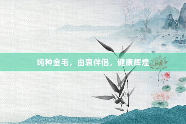 纯种金毛，由衷伴侣，健康辉煌